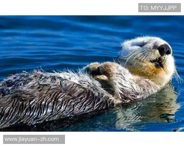 足球球星因放屁尴尬瞬间被摄像机捕捉瞬间引发网络热议