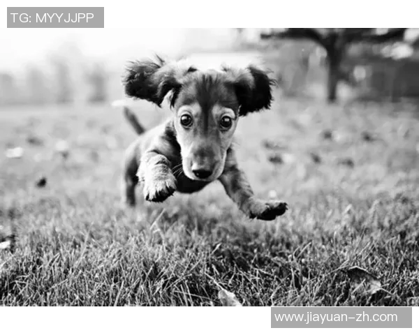 德国足球明星被戏称为狗的背后原因和故事解析